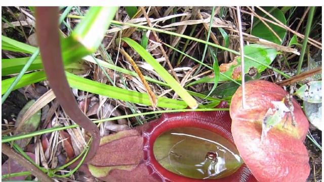 Непентес – экзотическое растение-хищник смотреть онлайн