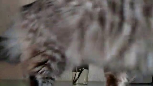 Еда для кота. смотреть онлайн