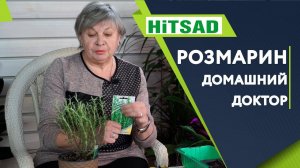 Розмарин для здоровья ✔️ Посадка и Уход, Польза и Вред ✔️ Советы от Хитсад ТВ