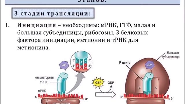 Транскрипция. Биосинтез белка. Генетический код. Постсинтетическая модификация белка смотреть онлайн