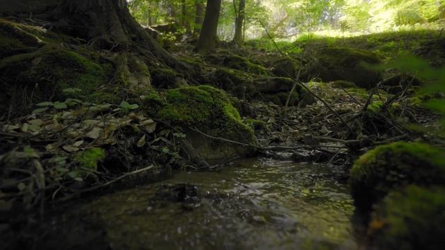 От любых паразитов | Матрица Гаряева Антипаразитарное очищение смотреть онлайн