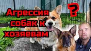 Агрессия собак к хозяевам