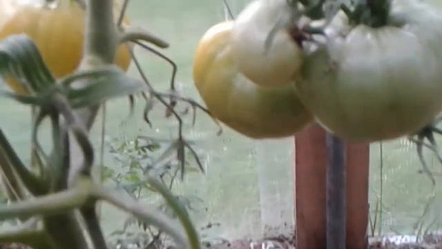 Томат ЗОЛОТЫЕ КУПОЛА. Ярославская область. смотреть онлайн