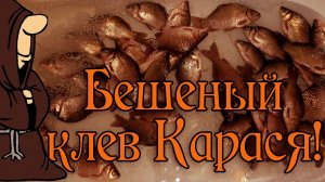 Бешеный клев Карася в Августе на донки , рыбалка на пруду в Самарской области