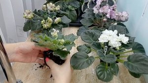 Фиалки! Пересадка цветущих розеток .