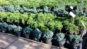 Садовый Центр "Ландшафтный дизайн" в Десне.