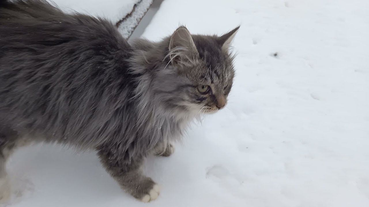 Чем пропаивать цыплят от глистов. смотреть онлайн