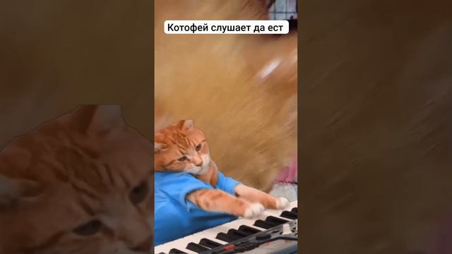 Котофей 🐱 слушает да ест 
Ищем дом слепому и глухому кот