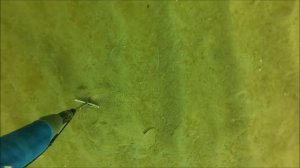 Подводная охота на калкана и камбалу Балтийское море, 04/05/2013