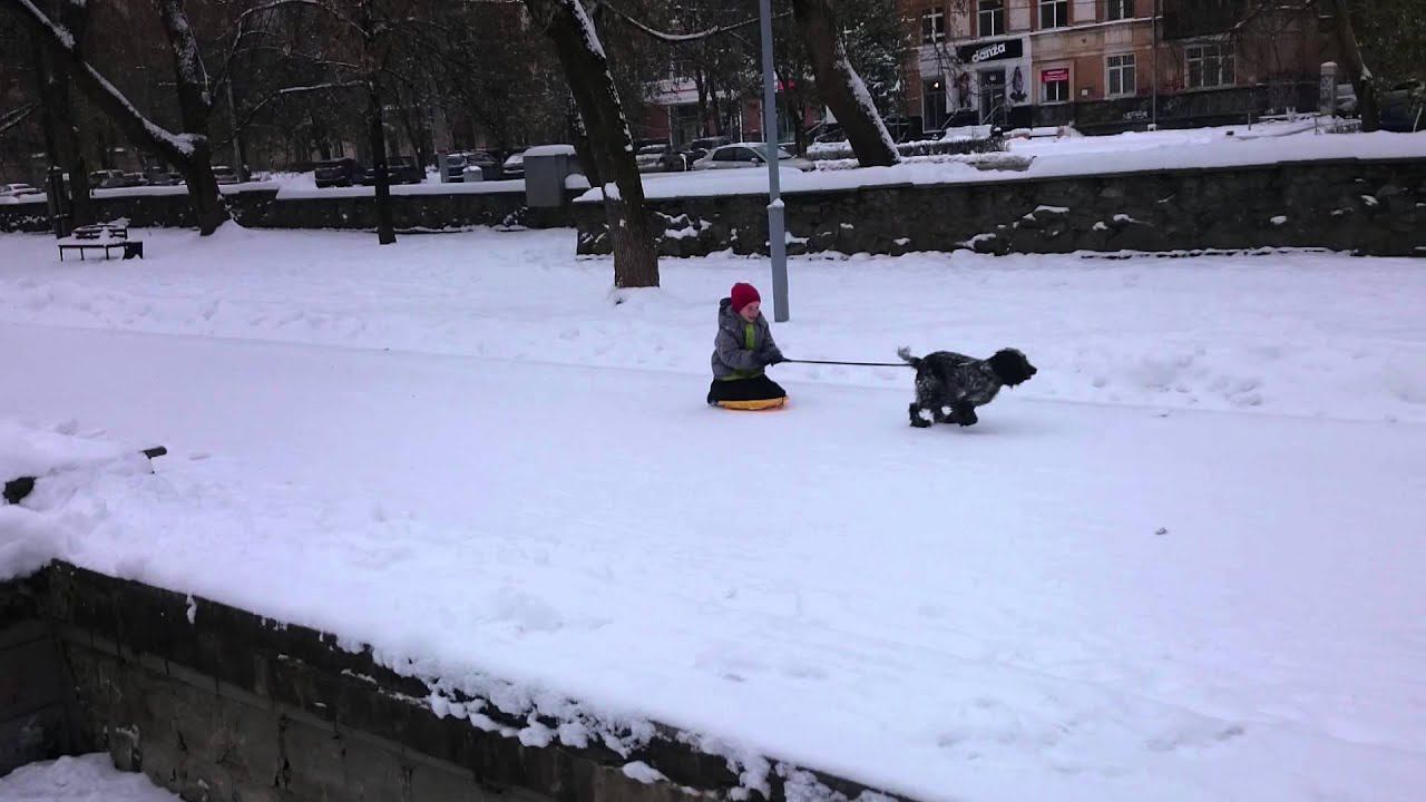 Собачья упряжка
