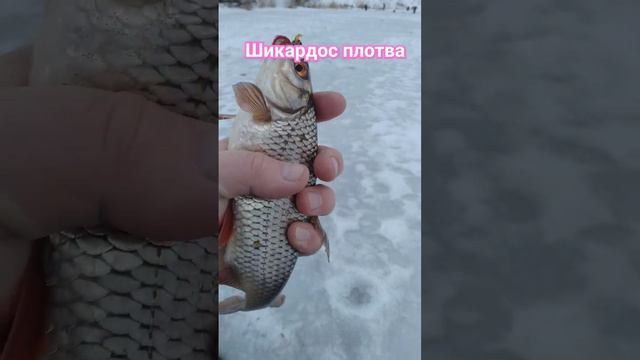 РЫБАЛКА на МОРМЫШКУ 🐟 река ЗУША 🎣🐟🌊🐟🎣🐟🌊📽️🏞️🌲🌲🌲