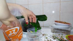 Пересадка детки орхидеи от ствола орхидеи