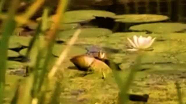 Лекция И.Н.Карачарова (г.Белгород) «Певческая традиция Юга России: основные черты и методы освоения смотреть онлайн