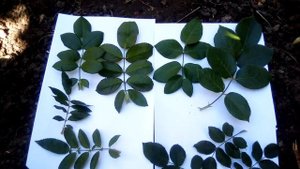 Как отличить сортовую розу от шиповника. Корневая поросль роз, что с нею делать. Шиповник в саду.