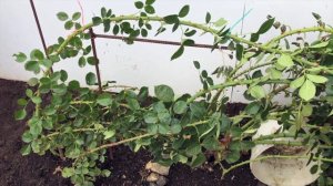 Моя плетистая роза. Как наклонить розу к земле. Что делать если роза не гнётся. Уход за розой осень