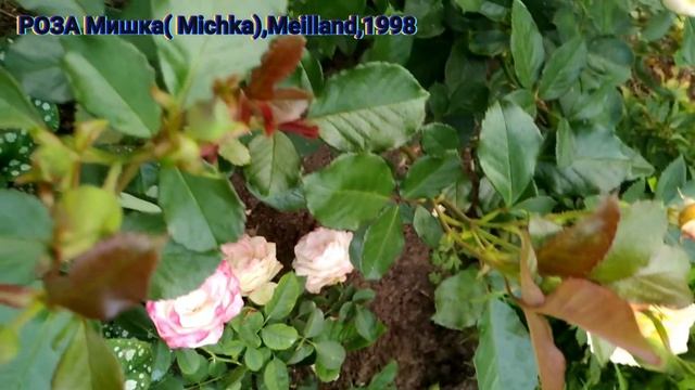 РОЗА Мишка(Michka) Meilland,1998 смотреть онлайн