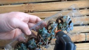 New Method Water propagation Echeveria Sproutlings