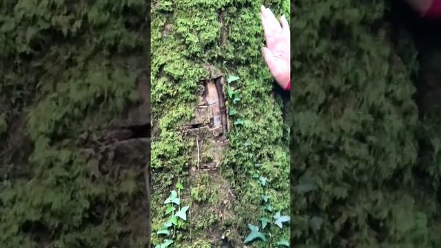 PART TWO! I found a real Fairy House! with BONUS close-ups of fairy door and window!