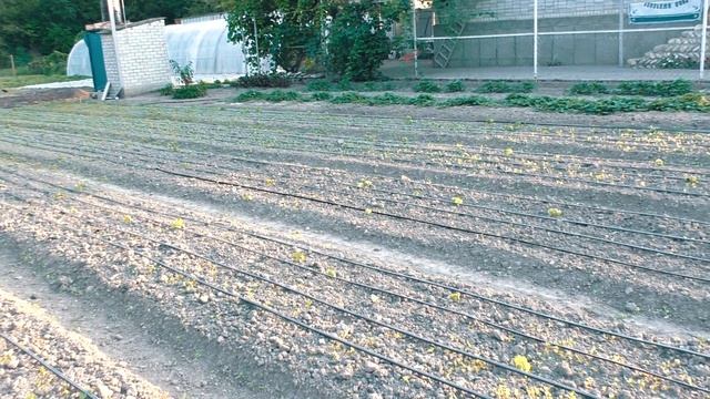 ОДИН РАБОЧИЙ ДЕНЬ НА КЛУБНИКЕ. Подготовка участка. смотреть онлайн