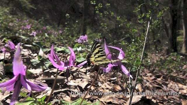 ヒメギフチョウの飛翔　Luehdorfia puziloi in flight смотреть онлайн