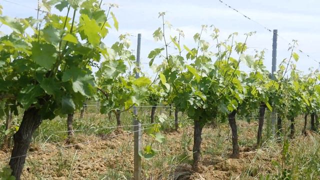 iWinemaker 2023. ОСЕНЬ. Участок N° iWinemaker 2022. Начало. Участок N°286 смотреть онлайн