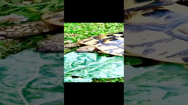 черепашка!!! смотреть онлайн