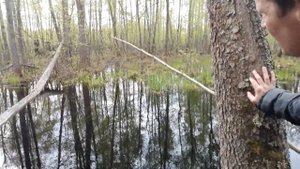 Щука в старом теку. Жерлица - рогатка. Дедовские снасти ловят.