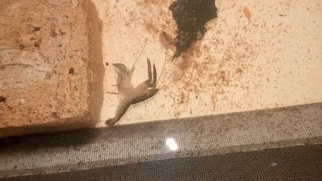 Разведение АККР 14. Жесткая линька австралийских раков. Как быть? смотреть онлайн