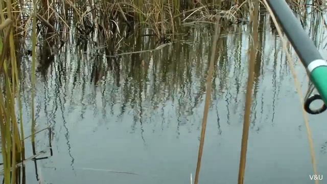 19 Ловля красноперки на удочку в ноябре Клёвая рыбалка// Russia Volga Fishing line смотреть онлайн