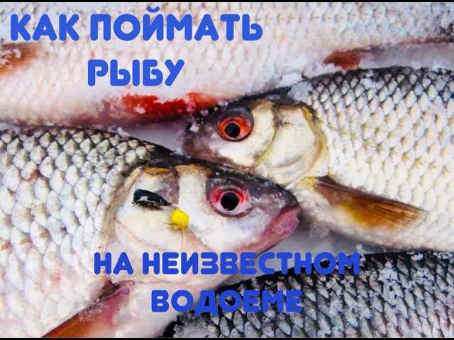 Как поймать рыбу на незнакомом водоеме смотреть онлайн