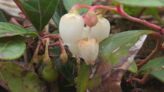 Plant portrait - Wintergreen (Gaultheria procumbens) смотреть онлайн
