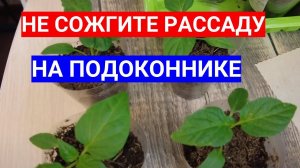 НЕ ПОГУБИТЕ РАССАДУ НА ПОДОКОННИКЕ - ОНА БОИТСЯ СОЛНЦА И СКВОЗНЯКОВ!