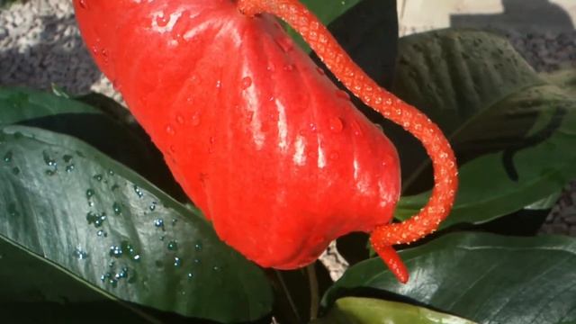 Сорта Антуриумов / Антуриум Шерцера Линдси смотреть онлайн