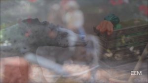 Schleich horses -competition- photos / Коллекционные лошади Шляйх -соревнования-