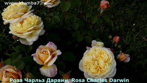 Цветение английских роз! Крупные цветки, ароматные, стойкие!