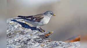 Голоса птиц. Воробей снежный (Montifringilla nivalis)