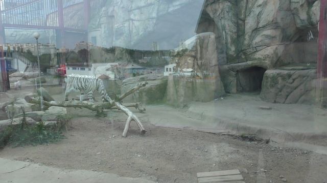 Минский зоопарк. Часть 1 (outdoor). Визит летом смотреть онлайн