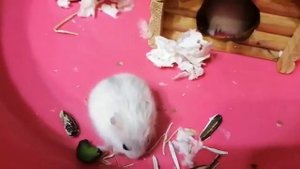 Девочка хомяк и мальчик хомяк приживутся ли вместе