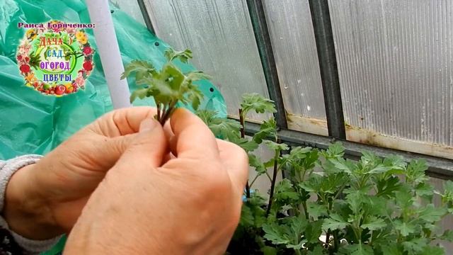 Как подготовить хризантему в черенкованию? Технология размножения хризантем черенками весной смотреть онлайн