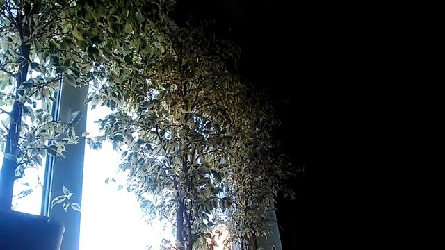 Пестролистный Фикус/2 смотреть онлайн