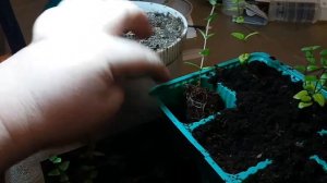 Пересадка укоренившихся черенков диасции