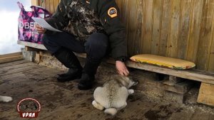 Охотничьи собаки: породы западносибирская лайка