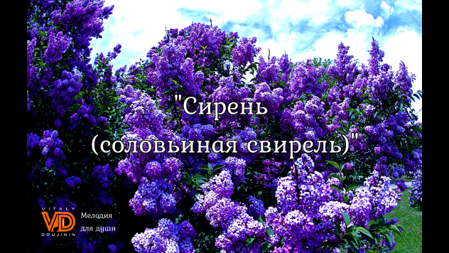 "Сирень" | "Жаворонки" | "Соловьиная свирель" (Юрий Чичёв), гармонь. Виталий Дружинин