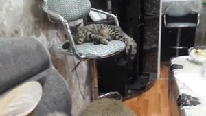 Камышовый кот дома