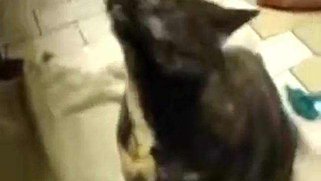 Кот вызывает дьявола МЕГА РЖАЧ))! Смешно и больно! Ржака до упаду! смотреть онлайн