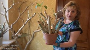Где и как зимует моя бругмансия ...