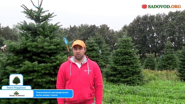 Красивые елки. Показатели оценки качества новогодних елок смотреть онлайн