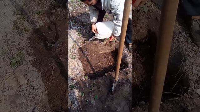 Посадка винограда "Виктор" и "Супер экстра" в посадочные ямы. Часть 2