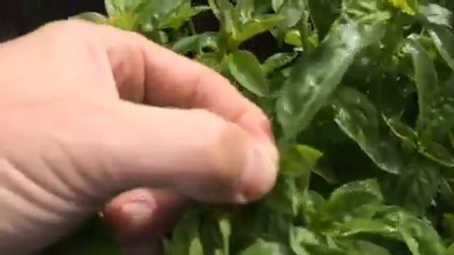 How to Pick Basil смотреть онлайн