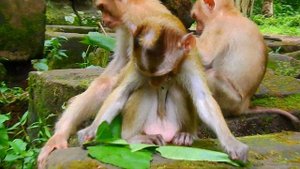 Savanna Team Help Each Other Very Well| How Funny Monkey style is